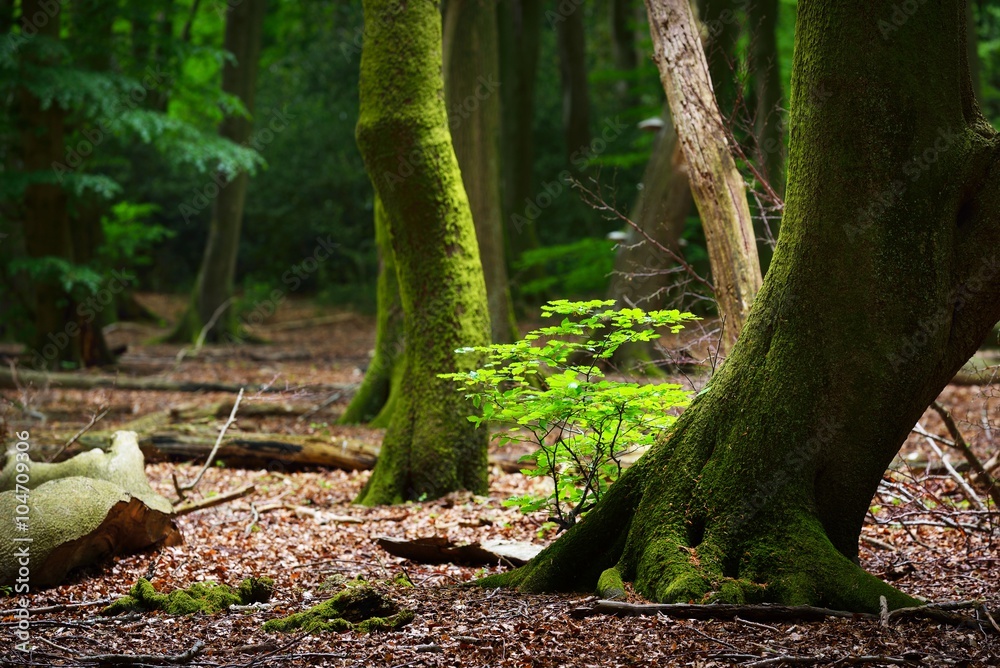 Naklejka premium Spring forest in the Netherlands