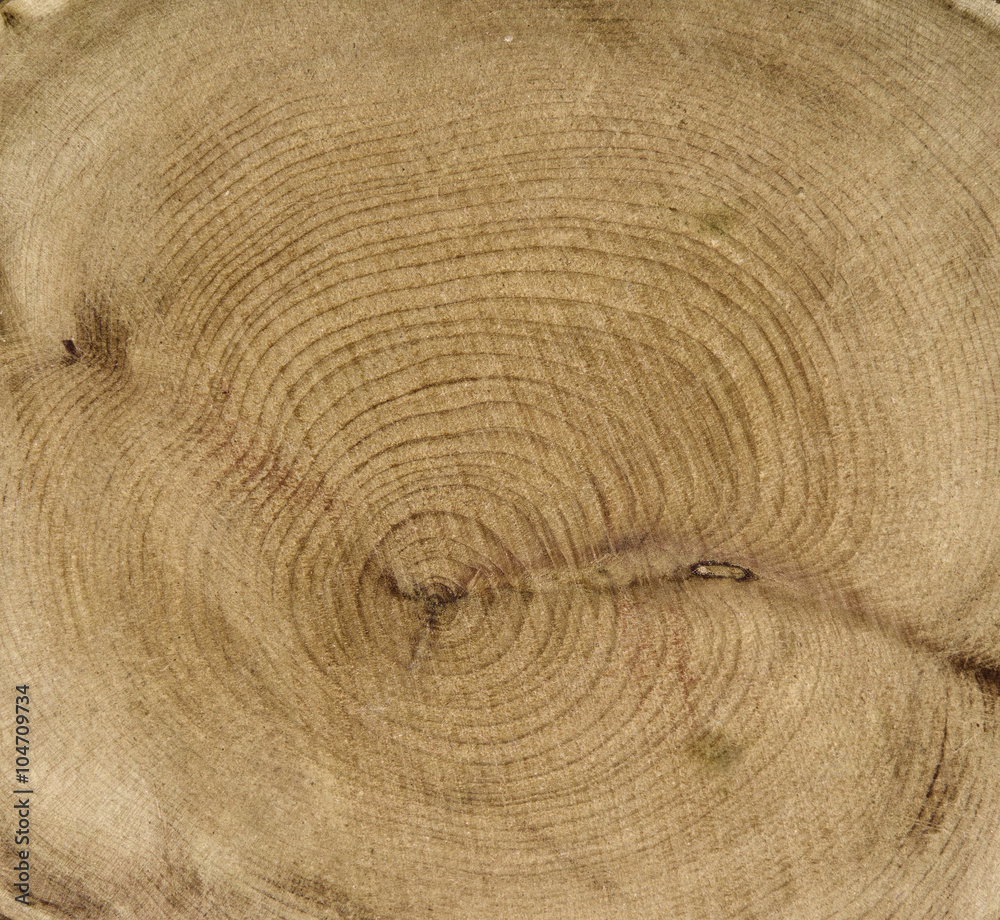 Fototapeta premium Textured boxwood background