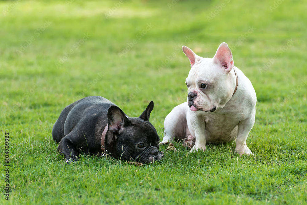 Fototapeta premium french bulldog on grass field