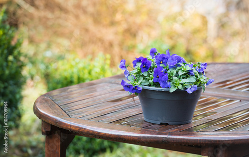 Purple violets on a wet garden table photo