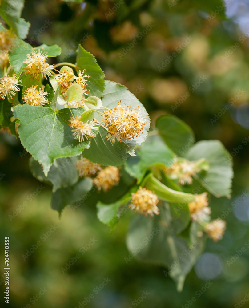 Lime blossom Lime blossom