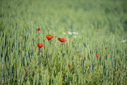 Red poppies. Wild poppy field.