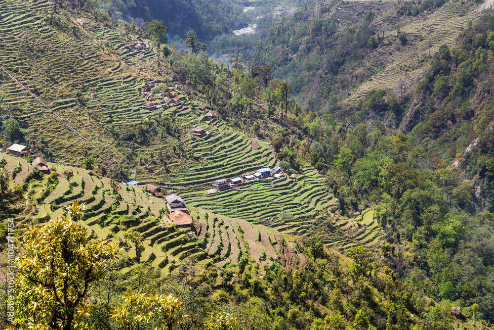 Overview of scenic terrace farming on hill slope in Nepal, along the Annapurna sanctuary hiking route Overview of scenic terrace farming on hill slope in Nepal, along the Annapurna sanctuary hiking route