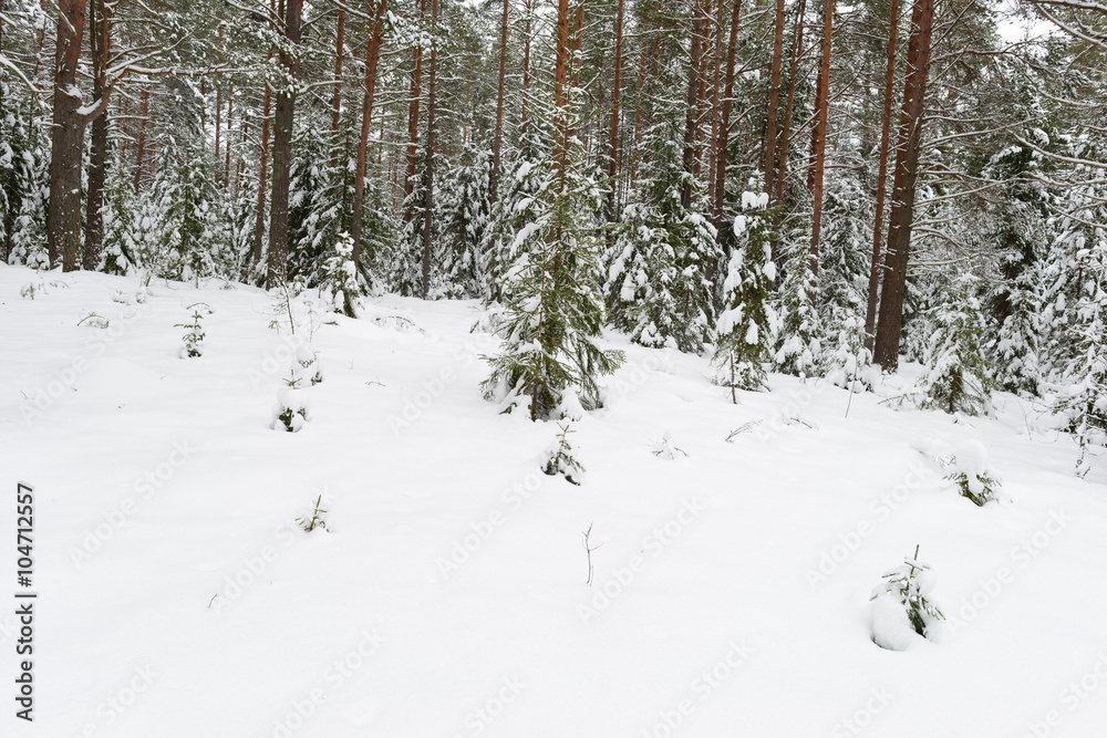 Pine Glade under the fresh snow sparkling white winter morning