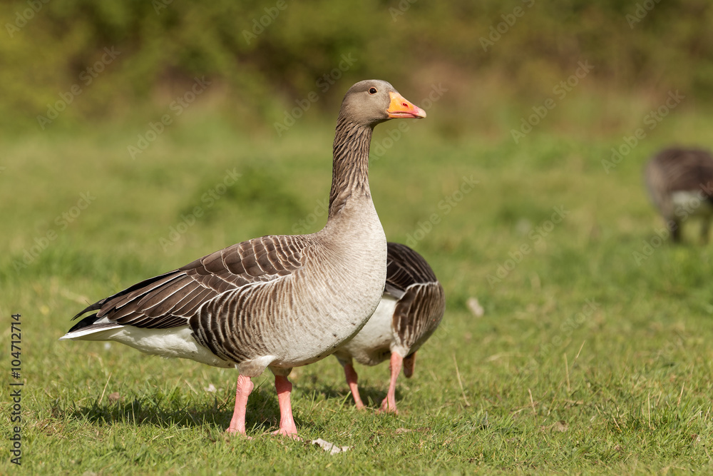 Greylag goose on green grass Greylag goose on green grass