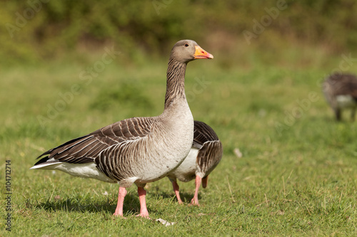 Greylag goose on green grass