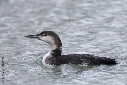 Great Northern Diver, adult in winter plumage, Newlyn harbour, Cornwall, England, UK.