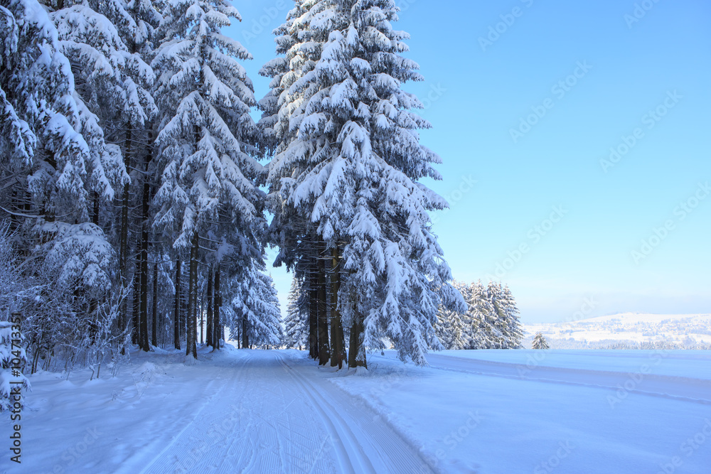 Obraz premium Wintry forest