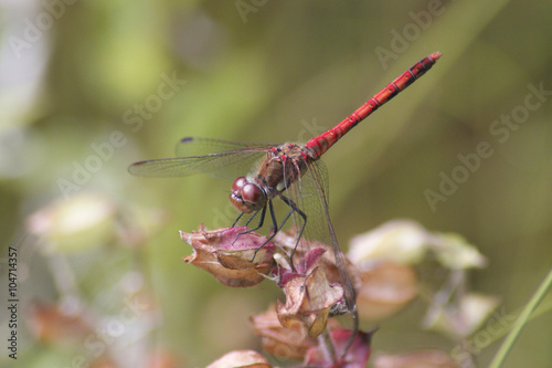 Rote Libelle