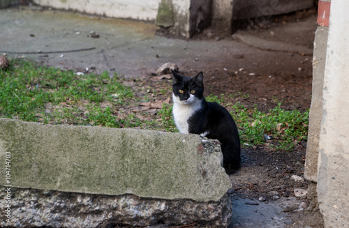 Black and white cat behind the concrete block