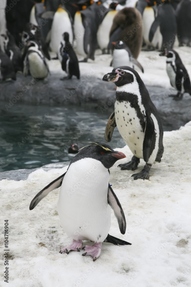 Obraz premium Penguins walking on ice.