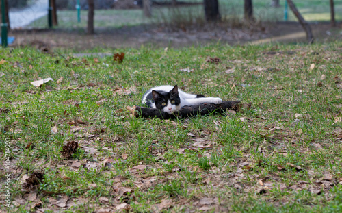 Black and white cat lying in the grass