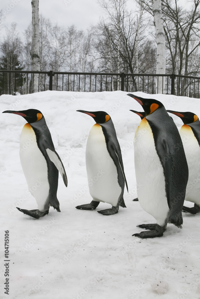 Fototapeta premium Penguins walking on ice.