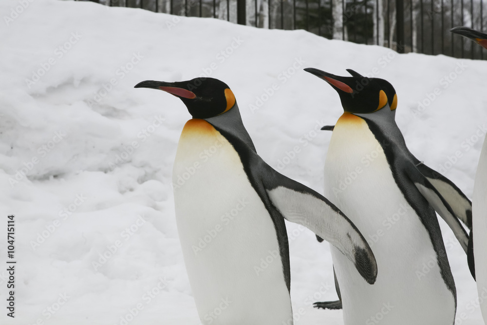 Obraz premium Penguins walking on ice.