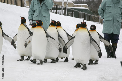 Penguins walking on ice.