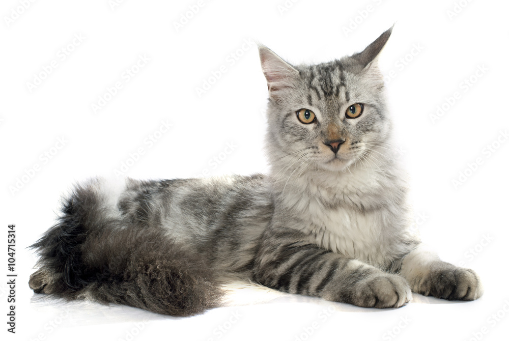 maine coon cat