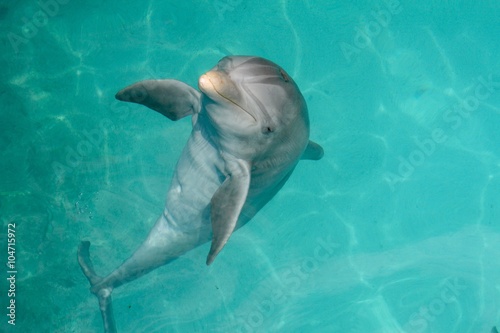 Dominican Republic Dolphin