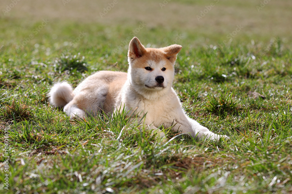 Young Akita dog laying in the grass