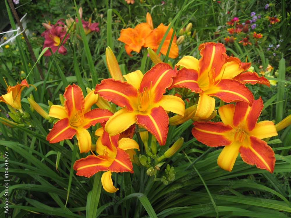 macrofilming of the growing flower of a day lily Hemerocallis macrofilming of the growing flower of a day lily Hemerocallis