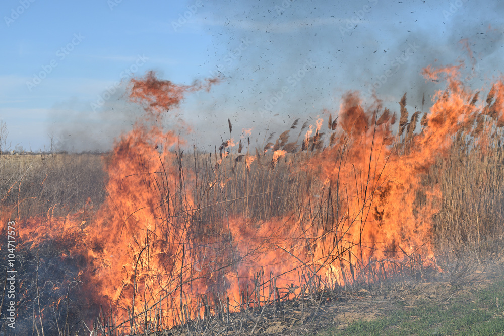 Burning dry grass and reeds