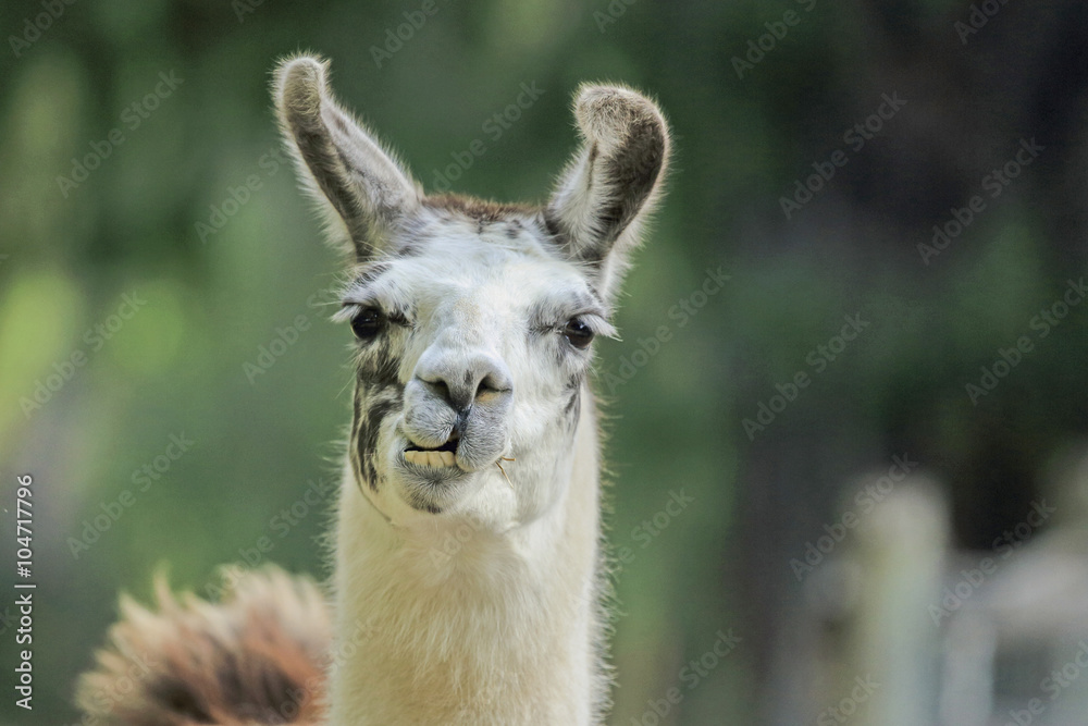 Fototapeta premium Alpacia, Australia