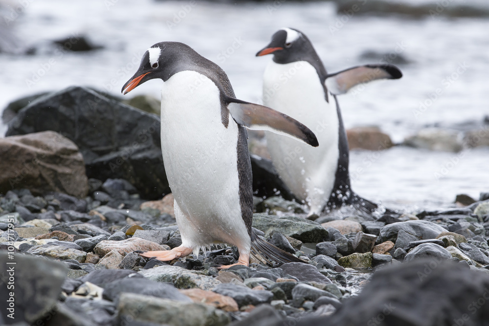Fototapeta premium Gentoo Penguins at Paradise Harbour, Antarctica.