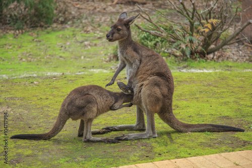 Kangaroo, Australia