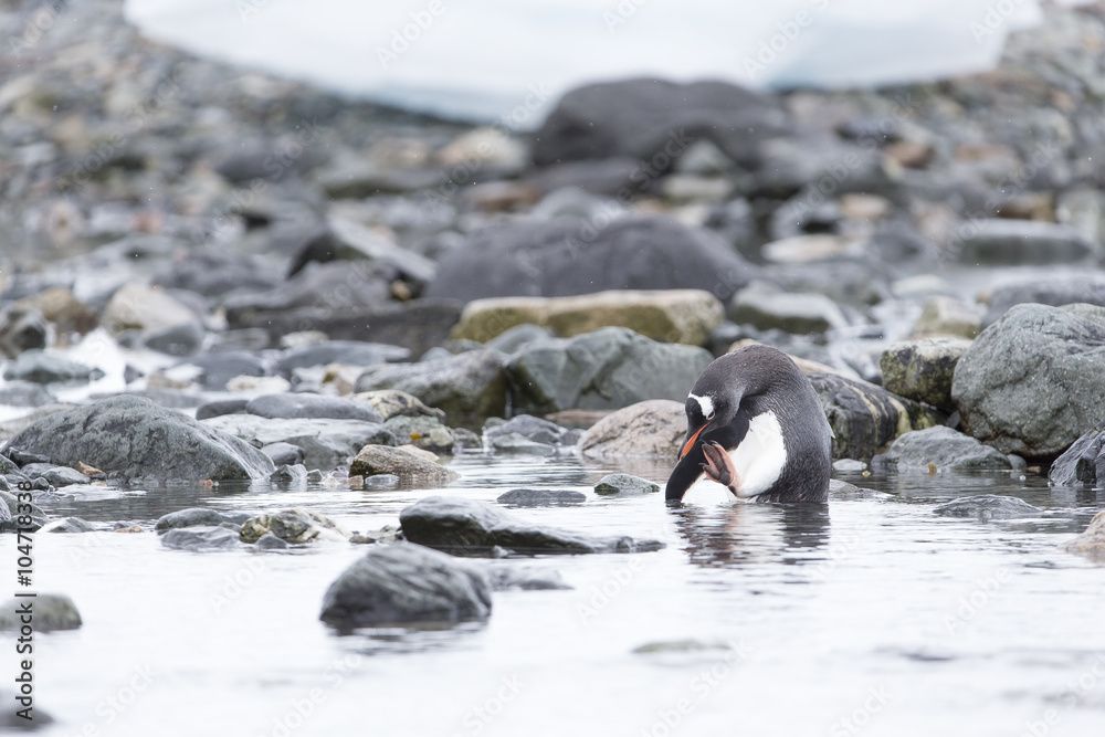 Fototapeta premium Gentoo Penguin at Paradise Harbour, Antarctica.