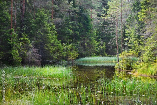 Forest spring at the beginning of the river in Endla nature park, Estonia photo