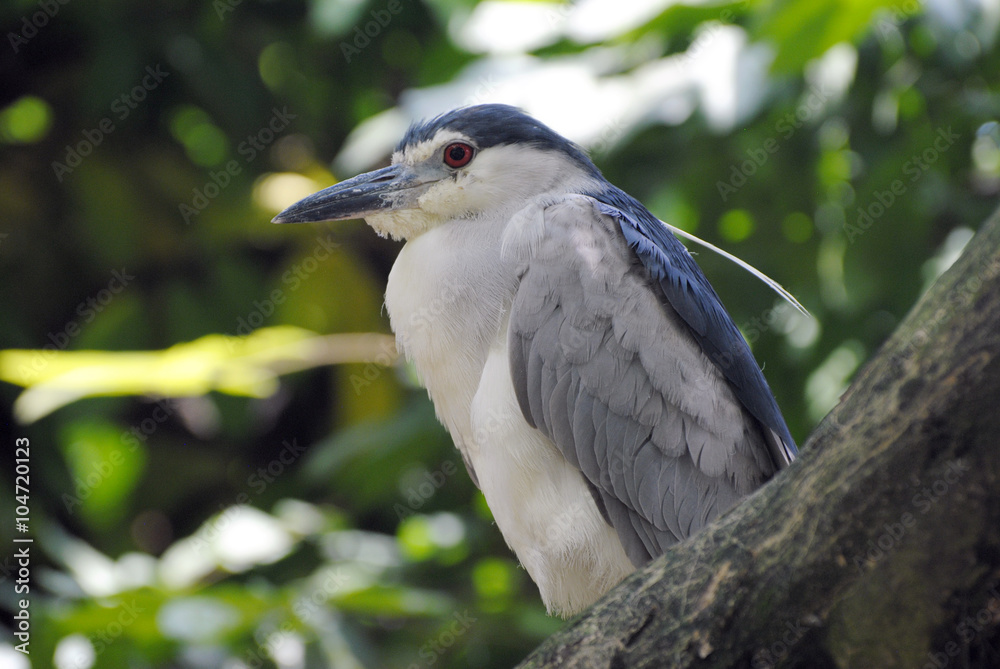 Black-crowned night heron (Nycticorax nycticorax) Black-crowned night heron (Nycticorax nycticorax)