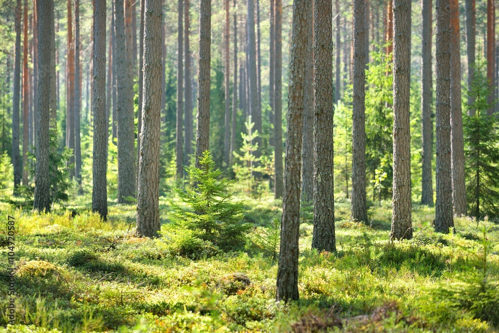 Fototapeta Northern forest in Finland