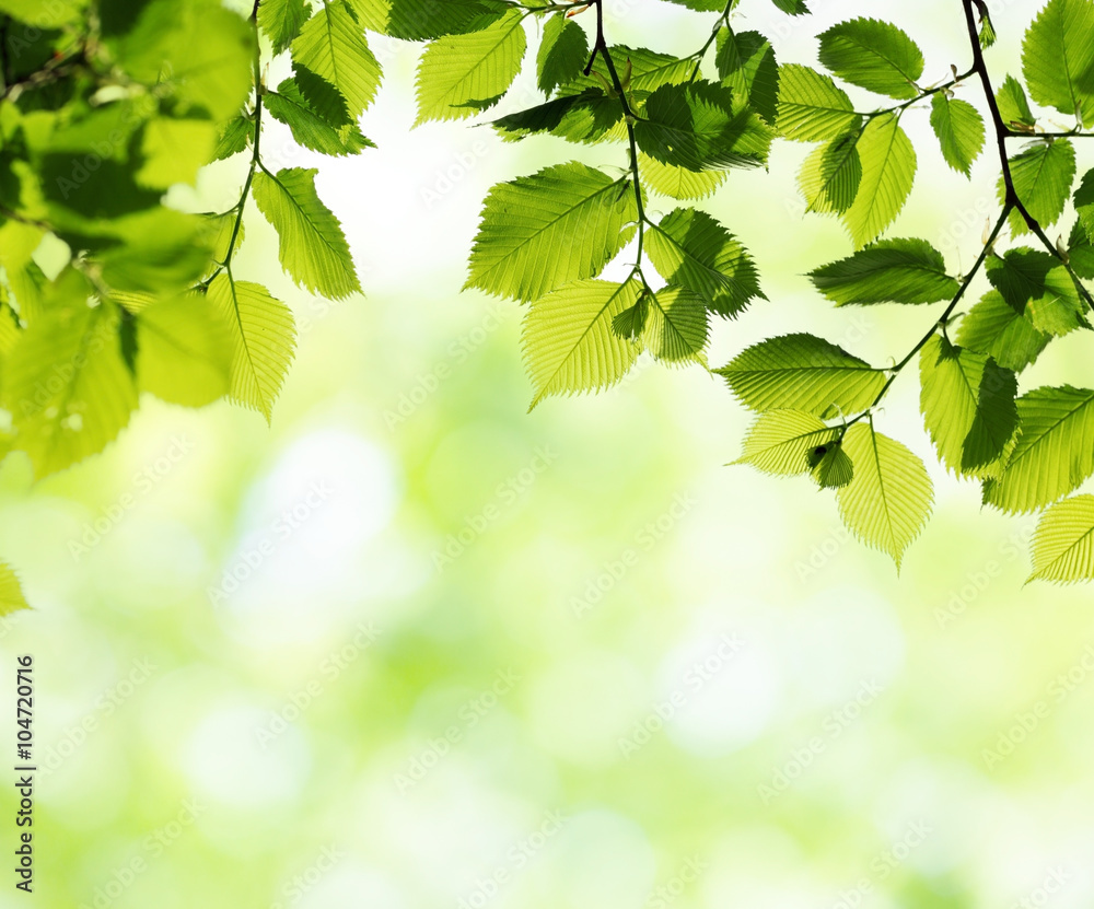 Green leaves in sunny spring day. Natural background Green leaves in sunny spring day. Natural background