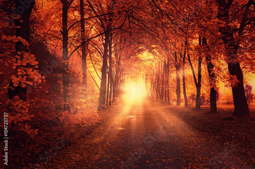 Autumn landscape with sun light between trees