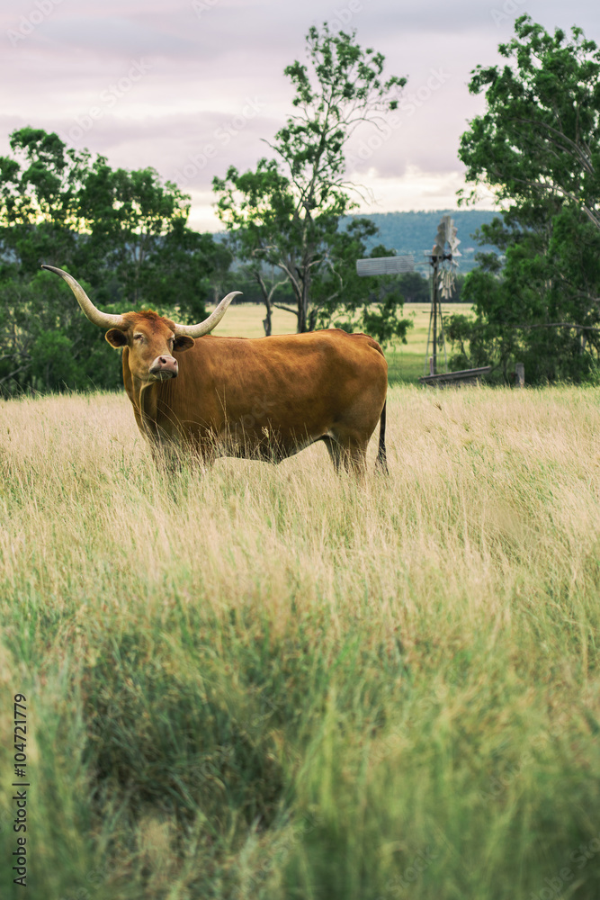 Longhorn cow in the paddock during the afternoon in Queensland Longhorn cow in the paddock during the afternoon in Queensland
