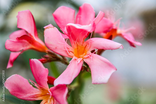 flowering oleander