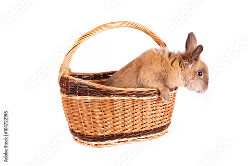 Brown rabbit in basket isolated on a white © SasaStock