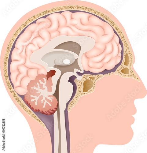Illustration of Human Internal Brain Anatomy
