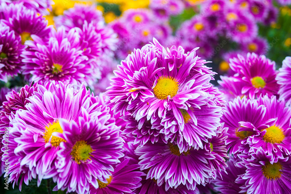 Beautiful bright colors flowers Beautiful bright colors flowers