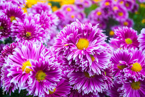 Beautiful bright colors flowers