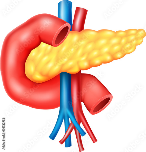 Illustration of Human Internal Pancreas Anatomy
