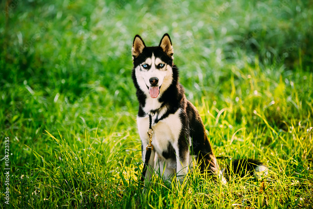Young Happy Husky Eskimo Dog Sitting In Grass Park