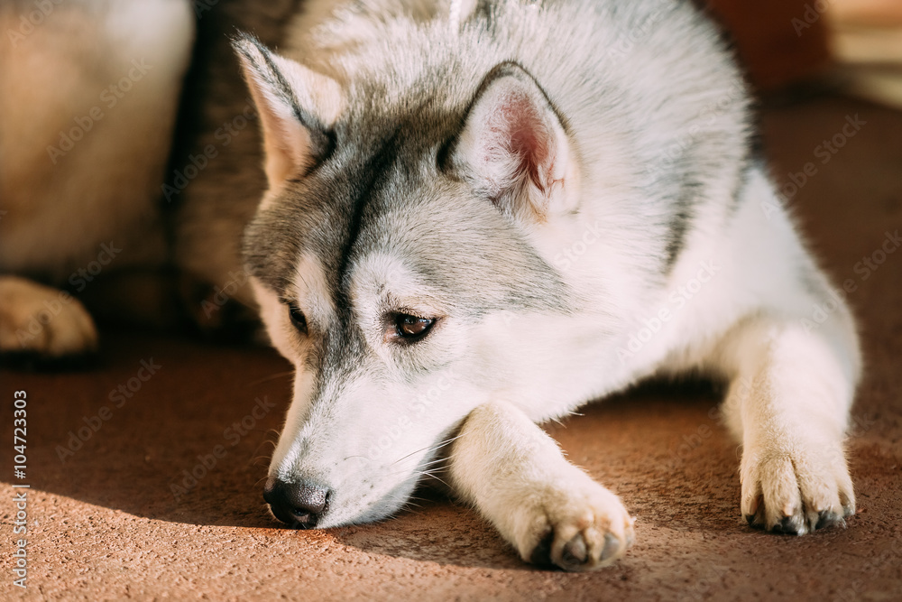 Young Gray And White Husky Dog Sitting On Floor