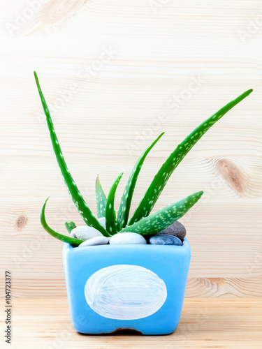 Aloe vera cactus in blue pot on white wooden table.