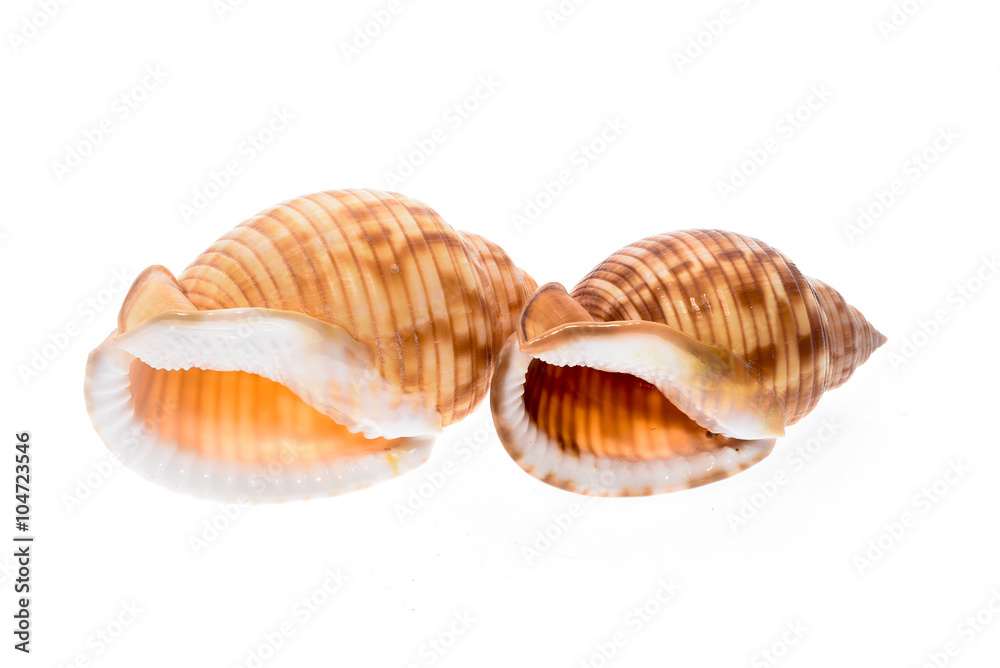 Two Helmet sea shells - Galeodea echinophora. Empty house of sea