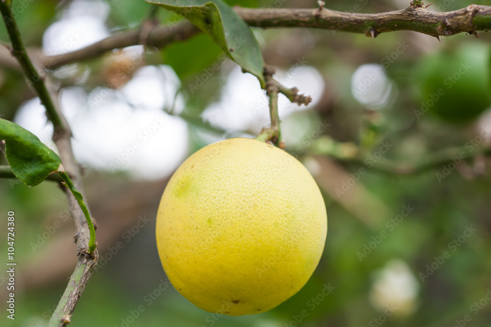 Yellow lemon hanging on the tree, Close up. Yellow lemon hanging on the tree, Close up.