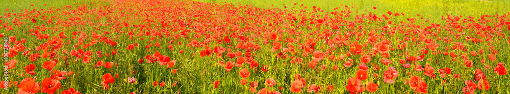 Poppies Poppies