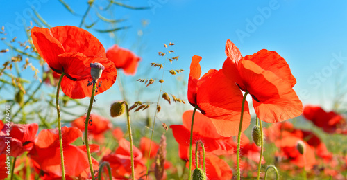 Fototapeta Naklejka Na Ścianę i Meble -  Poppies