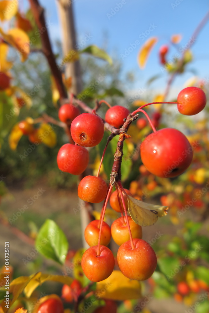 Crabapple ( Malus x zumi Crabapple ( Malus x zumi