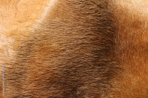 Alive cow fur skin macro