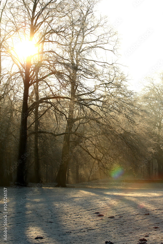 Obraz premium winter sunshine/ winter sun shining throught the trees in a forest in the Netherlands
